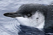 Little Penguin (Eudyptula minor)